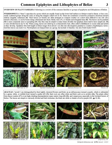 Belize - Common Epiphytes and Lithophytes | Field Guides