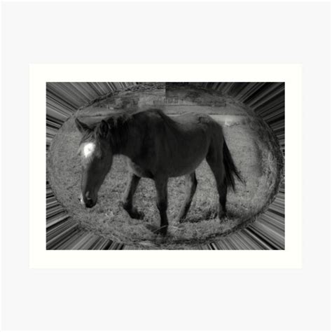 Brumby Art Prints | Redbubble