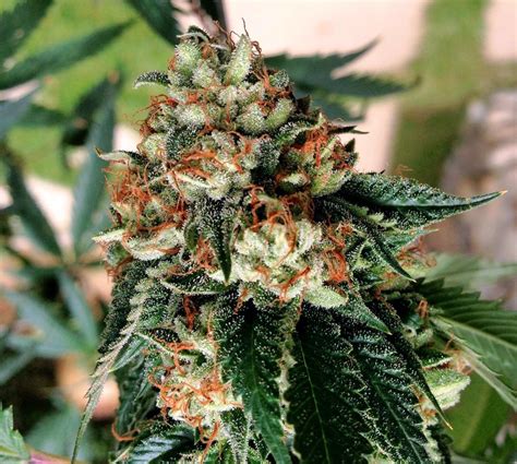 When is the Best Time to Harvest Marijuana Buds? | Grow Weed Easy