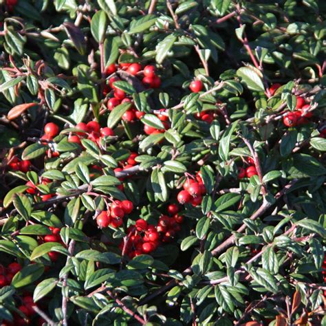 Lowfast Bearberry Cotoneaster | Plants Express