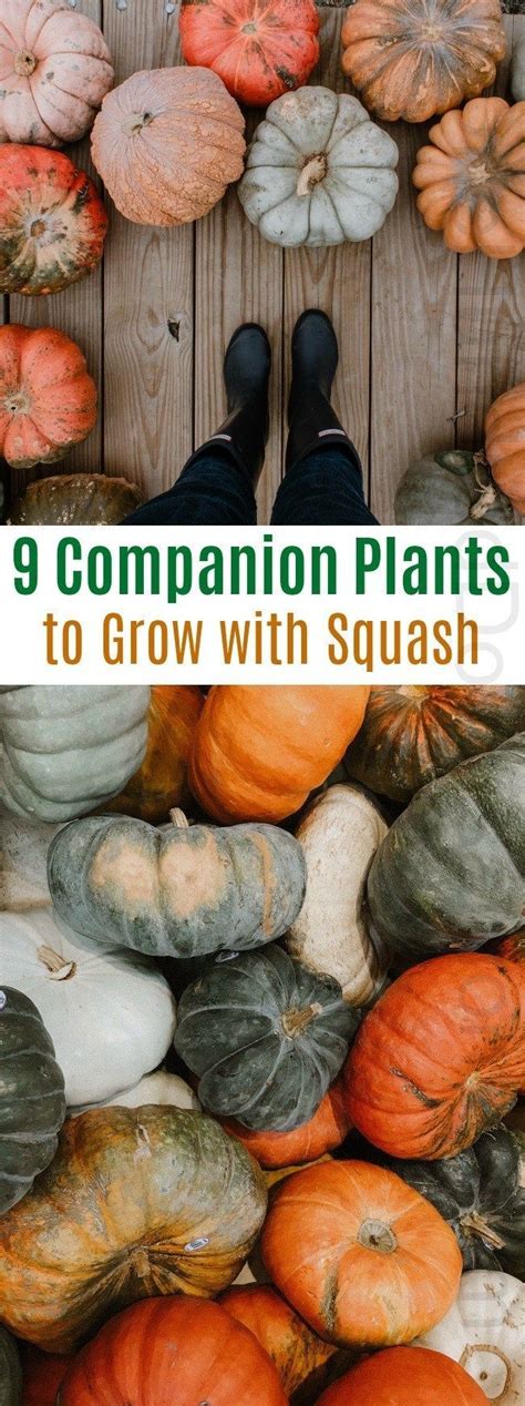 9 Companion Plants to Grow with Your Squash | Garden companion planting, Herb companion planting ...