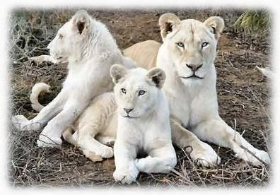 Rare white lions go into the wild