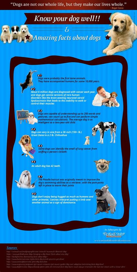 An Infographic on Rare Dog Facts