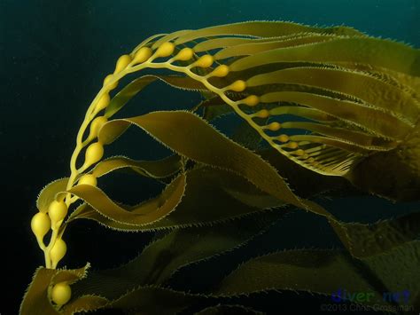 Giant Kelp (Macrocystis pyrifera) - San Clemente Island - … | Flickr