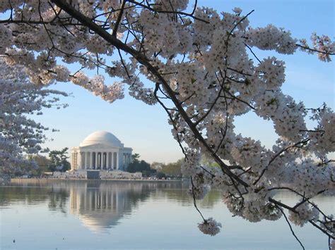 Washington DC Cherry Blossom Wallpaper - WallpaperSafari