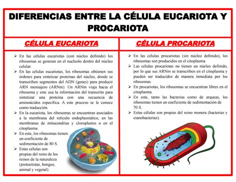 Celula Eucariota Y Procariota Diferencias Diferencia Entre Celula Images | Porn Sex Picture