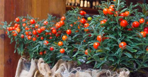 Jerusalem Cherry Care: Tips For Growing Solanum Pseudocapsicum