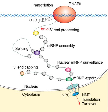 Simplified view of eukaryotic gene expression, co-transcriptional ...