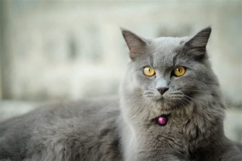 L-Lysine for Cats | Great Pet Care