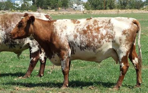 Shorthorn Cow