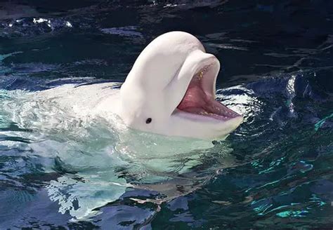 Beluga Whale Facts | Beluga Whale Diet & Habitat