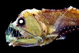 Deep-sea fish - Wikipedia