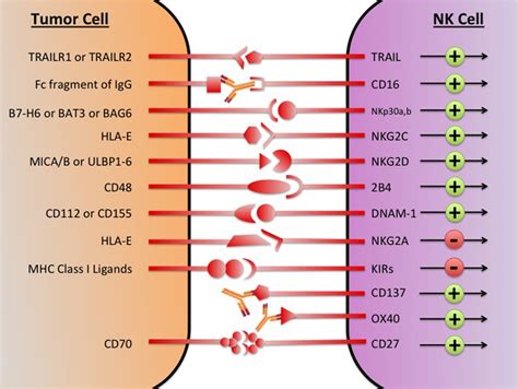 The major NK cell receptors that are potential immunotherapeutic... | Download Scientific Diagram