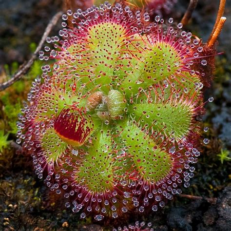 Drosera, a sundew plant | Science & Nature | Pinterest | Discover more ideas about Plants