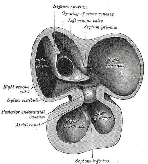 Septum primum - wikidoc