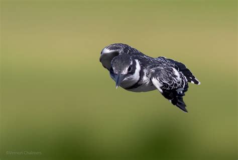 Vernon Chalmers Photography: Canon EOS 7D Mark II For Birds in Flight Photography