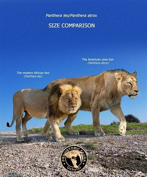 Panthera atrox SIZE COMPARISON The American cave lion (Panthera atrox) The modern African lion ...