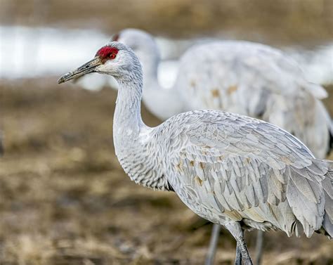 Sandhill Crane | Great Bird Pics