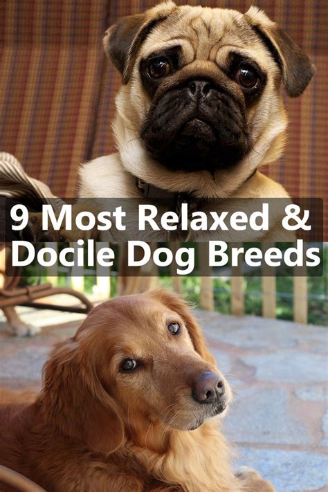 9 Most Relaxed and Docile Dog Breeds | Calm dog breeds, Dog breeds, Calm dogs