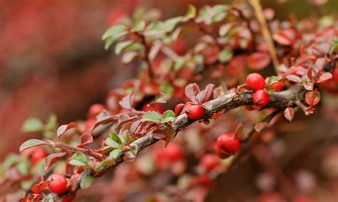 Cotoneaster Horizontalis: Beautiful Berries & Foliage | Epic Gardening