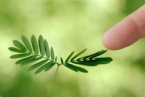 Sensitive Plant Photograph by Martin Shields - Fine Art America