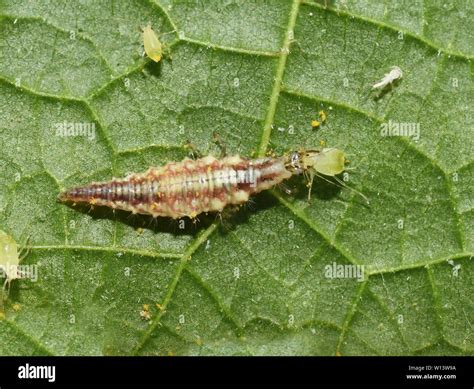 Lacewing Larvae High Resolution Stock Photography and Images - Alamy