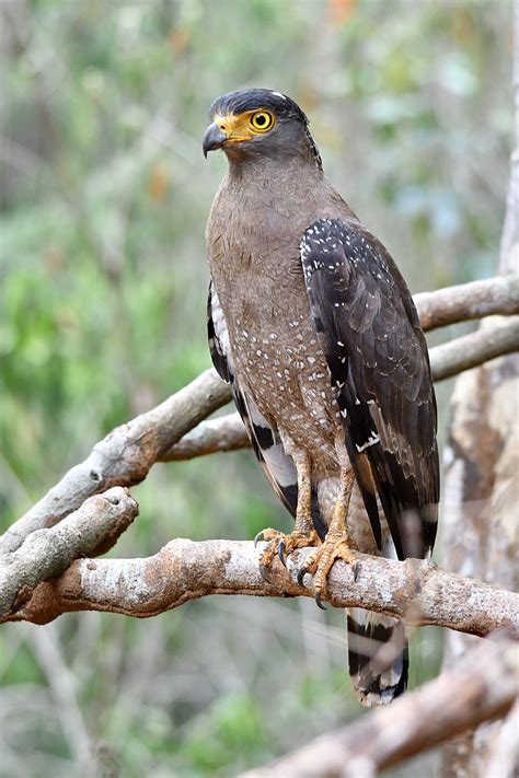 The Life Journey in Photography: Crested Serpent Eagle @ Wilpattu ...