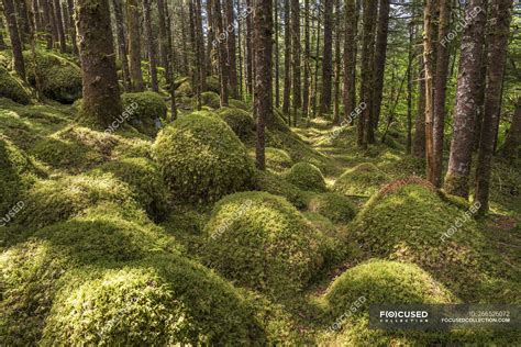 Old growth forest with Sitka spruce and hemlock, Tongass National ...