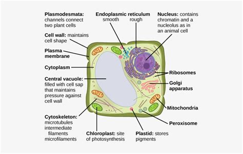 Eukaryotic Plant Cell Drawing