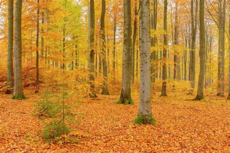 Beech Tree Forest in Autumn, Spessart, Bavaria, Germany - Stock Photo - Dissolve