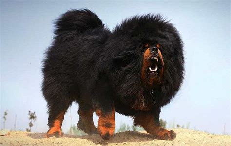 The Biggest Dog Breeds: Tibetan Mastiff, Great Dane