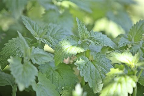 How to Grow and Care for Catnip Plants