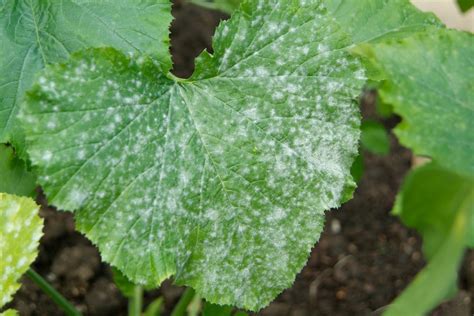 Problem Solving: Powdery Mildew - BBC Gardeners World Magazine