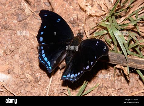 Butterfly (Charaxes lycurgus: Nymphalidae) male in rainforest, Ghana Stock Photo - Alamy