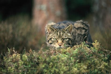 Wildcat restoration & conservation | Rewilding Britain