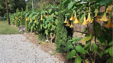 Growing And Propagating Angel Trumpet (Brugmansia) | So Easily Distracted