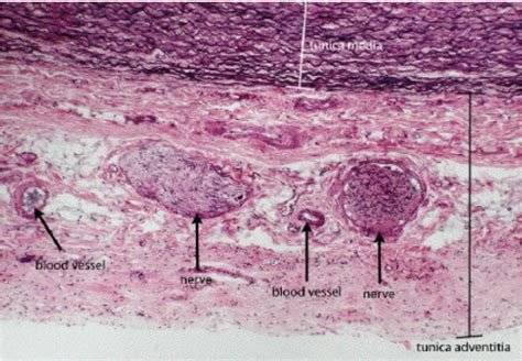 Vasa Vasorum Diagram | Quizlet