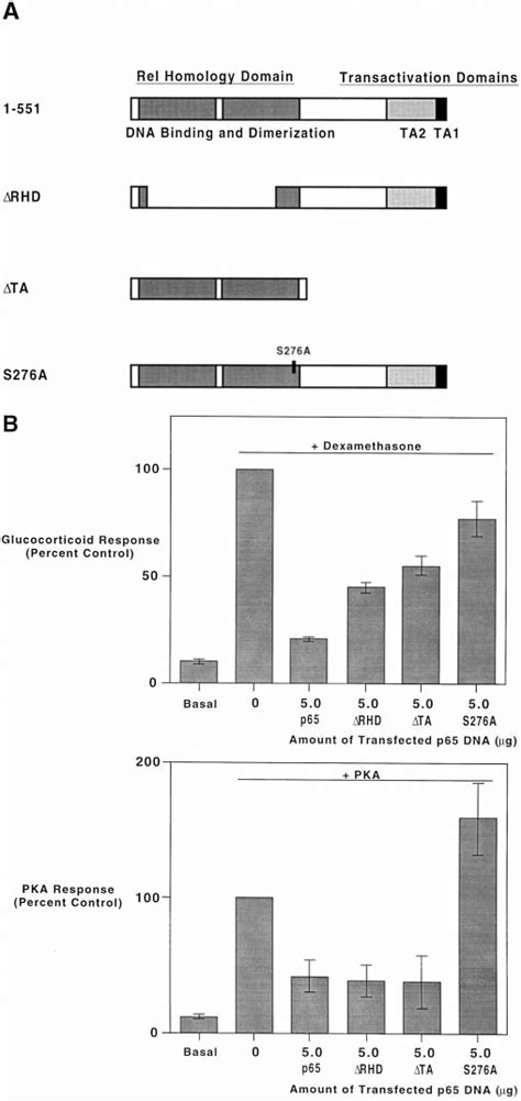 Structure of p65 mutants and their effect on PEPCK gene transcription.... | Download Scientific ...