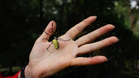 Giant, invasive spiders have taken over Georgia. Will they spread ...