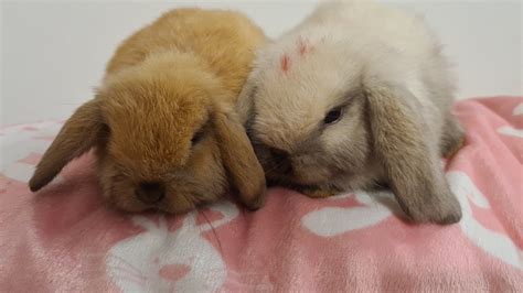 Seasidebunnies21 - Mini Lop Rabbit Breeder - Adelaide, SA