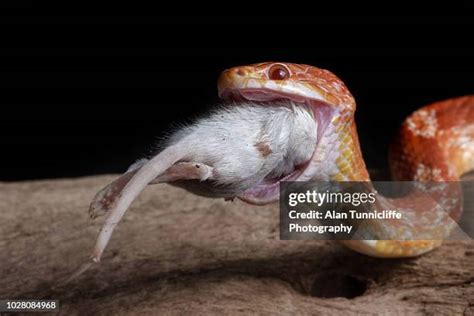 Corn Snake Photos and Premium High Res Pictures - Getty Images