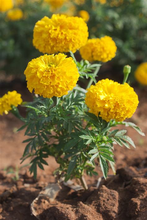 Tagetes - Wikipedia