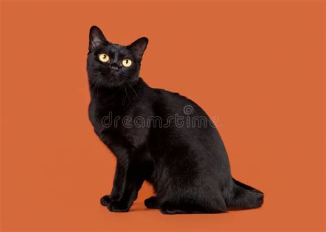 Fluffy Bombay Cat Lying on the Scratching Post in the Sunlight Stock Photo - Image of cute ...