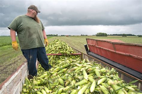 Sweet corn for dinner? Minnesota harvest season arrives | MPR News