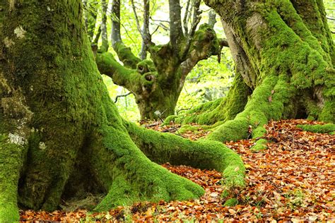 Forest bathing: Reconnecting with nature: five trails for forest immersion in Spain | Travel ...