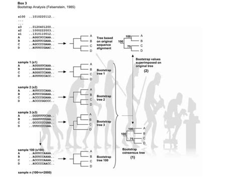 Phylogenetic tree construction