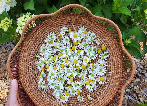 Calming Chamomile: How to Grow, Harvest, Dry and Use Chamomile ~ Homestead and Chill