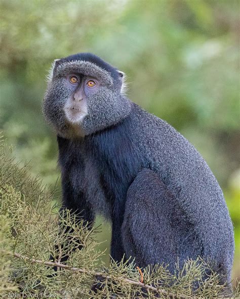 Blue Monkey, Gentle Monkey Complex, Kakamega Forest, Kenya - Dave's ...