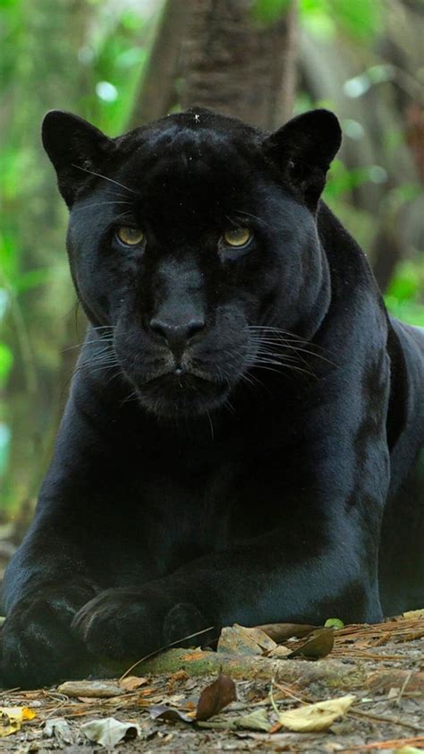 Black Panther Animal iPhone Wallpapers - Top Free Black Panther Animal iPhone Backgrounds ...