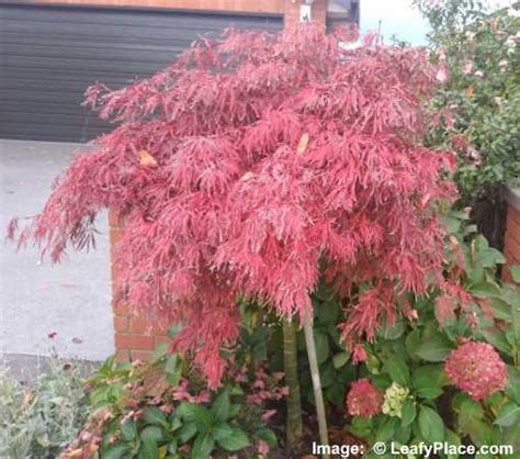 Dwarf Japanese Maples (Including Weeping): Types, Leaves (Pictures)